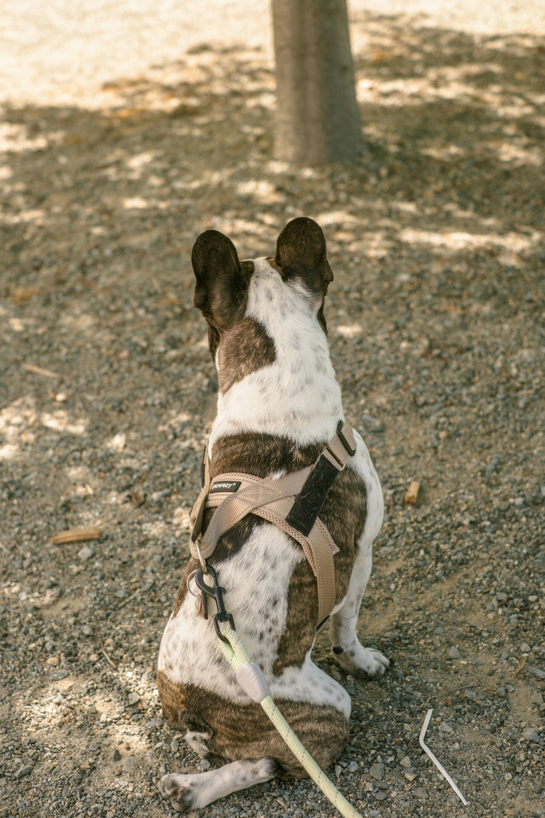 A brindle and white french bulldog sits on gravel.