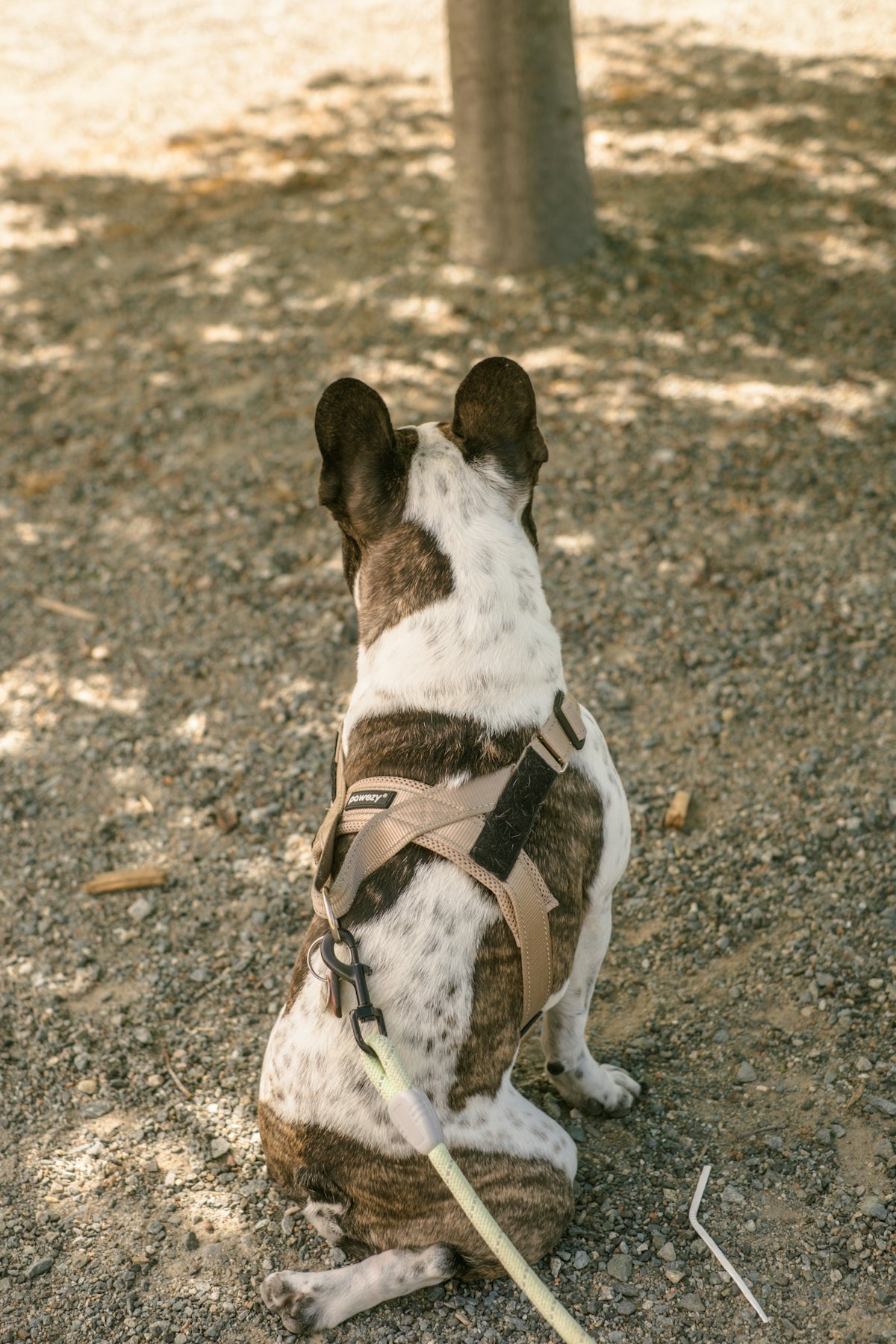 A brindle and white french bulldog sits on gravel.